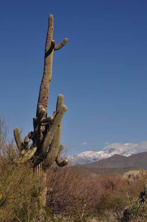 saguaro